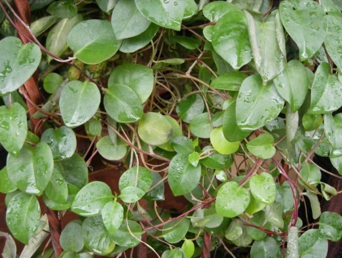 Mengenal Daun Binahong dan Kandungannya